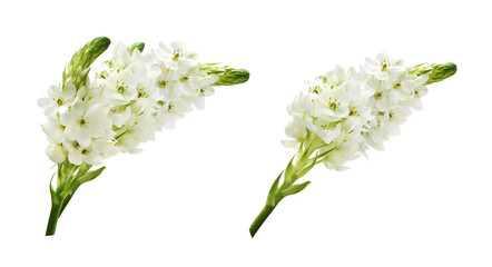 Set of white ornithogalum flowers and arrangements isolated on white or transparent background