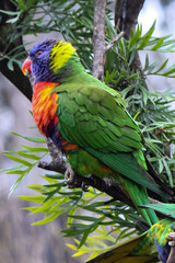 Australian Rainbow Lorikeet