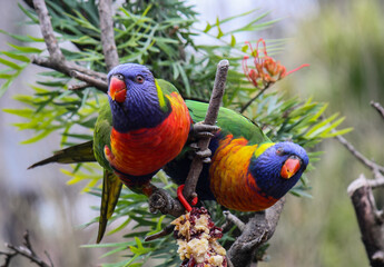 Australian Rainbow Lorikeet
