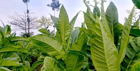 tobacco planting garden agriculture farm