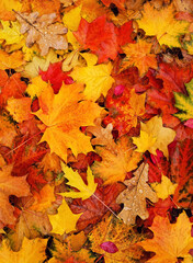 Autumn bright colorful background. fallen autumnal leaves close up, texture natural backdrop. top view. full frame