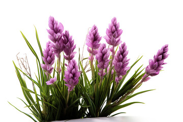 Fototapeta premium Enchanting Elegance: A Bouquet of Purple Blooms in a Pristine Ivory Vase on White or PNG Transparent Background.