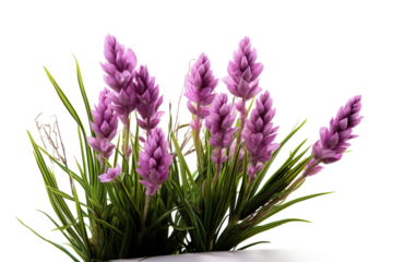 Enchanting Elegance: A Bouquet of Purple Blooms in a Pristine Ivory Vase on White or PNG Transparent Background.