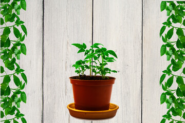 Tomato seedlings. On a white isolated background.Indoor plant seedlings. Concept of gardening, agriculture. Agricultural life. Organic food in the garden. Space for text.Close-up