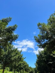 FOREST