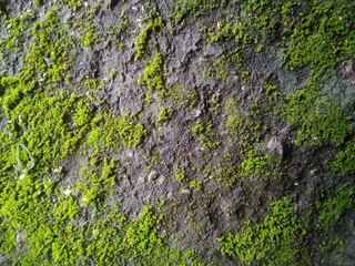 Green Algae on the floor of house.