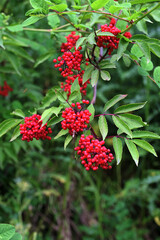 red elderberry in summer closeup