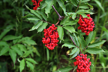 red elderberry in summer closeup