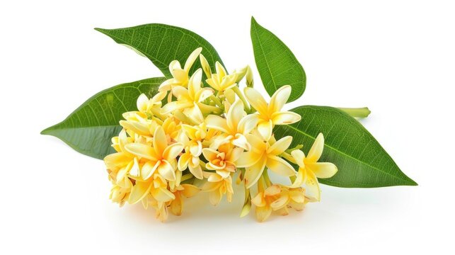 Isolated white background with yellow ixora flower