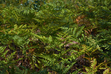 beautiful outdoor nature in Ukraine