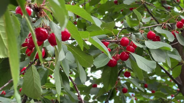 Branches of sour cherry with ripe berries in overcast day
