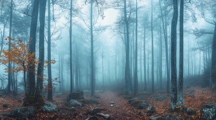 Obraz premium Mysterious Path Through a Foggy Forest