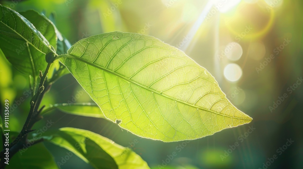 Wall mural fresh green leaf basked in sunlight