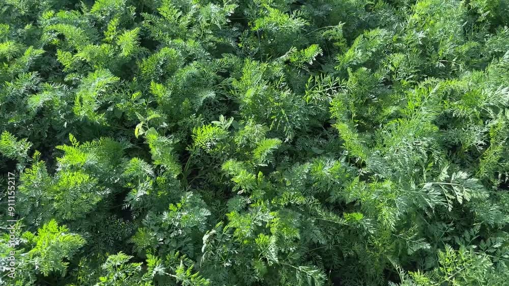 Poster Carrot leaves on field in windy sunny weather, top view