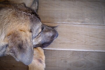 Stray dogs sleep in the shade. Stray animals escape to shaded areas to protect themselves from the...