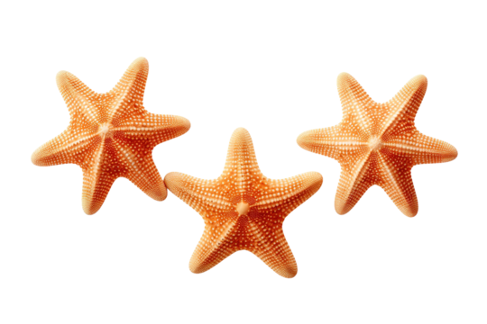 Dancing Starfish Trio on a Blank Canvas on White or PNG Transparent Background.