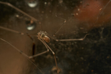 a spider with thin and long brown legs