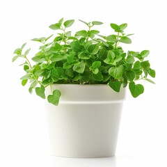 Fototapeta premium Fresh Green Oregano Plant in a White Pot