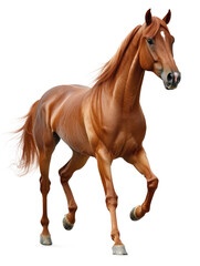 A majestic brown horse captured walking gracefully against a transparent background, showcasing the beauty and elegance of the animal in a clean setting.