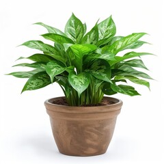 Fototapeta premium A potted green plant with variegated leaves
