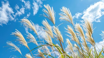 Miscanthus sinensis under the blue sky