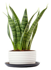 PNG Plant vase houseplant freshness.