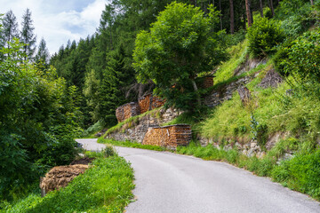 A narrow asphalt road passes through a dense forest. There are cut down trees on the side of the...