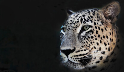 Close-up of a leopard's muzzle on a dark background