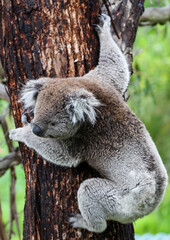 Australian Koala