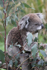 Australian Koala