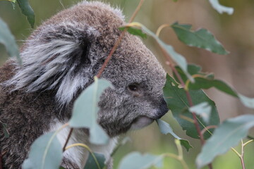 Australian Koala