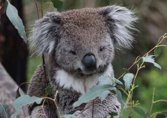 Australian Koala