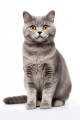 Obraz premium A cat sitting on white background looking at the camera.