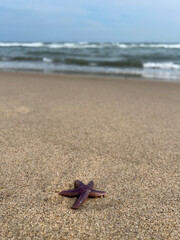 Purple starfish washed up on the sand on the beach close up at the background of the sea