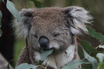 Australian Koala