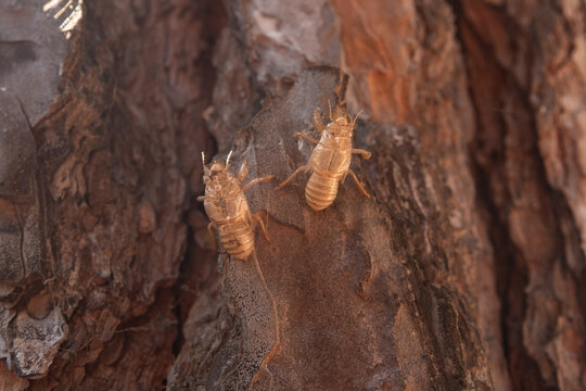 Leere Puppenh&uuml;llen der Zikaden an Pinienrinde