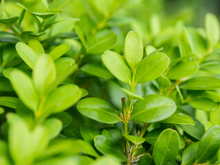 Fresh green leaves on an eco-background, creating an atmosphere of natural harmony and purity surrounded by nature