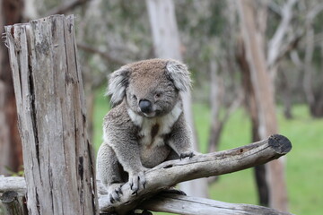 Australian Koala