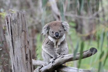 Australian Koala