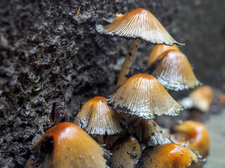 Close-up of mushrooms in a fairytale forest: a magical atmosphere and amazing details of nature in every frame