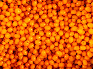 Close-up of bright orange sea buckthorn berries tightly clinging to a branch with green leaves. The...