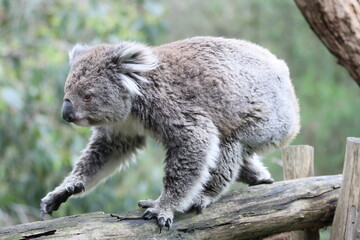 Australian Koala