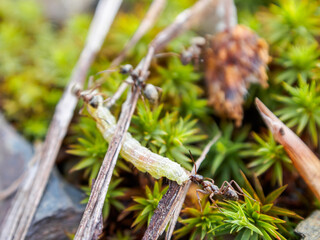 Ants working in a community demonstrate organization and diligence in finding food for the colony