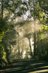 sun rays in the forest