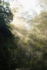 sun rays in the forest, in early morning