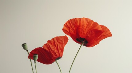 Obraz premium Pair of crimson poppies on a blank backdrop