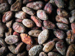 Cocoa beans background, close-up of cocoa bean,  dried broken cocoa beans