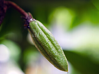 Green small Cocoa pods branch with young fruit and blooming cocoa flowers grow on trees. The cocoa tree ( Theobroma cacao ) with fruits, Raw cacao tree plant fruit plantation.