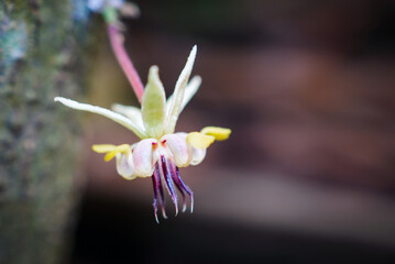 Cacao flower growing and blooming at the cocoa tree, Close-up of cocoa flower