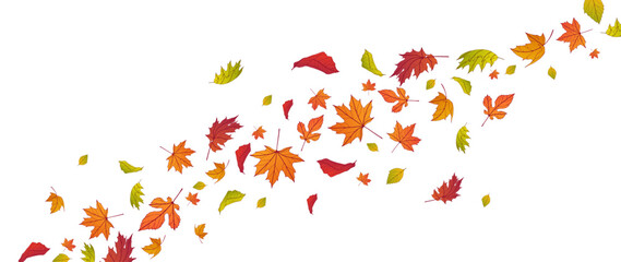 Autumn falling leaves isolated on white background. Autumn maple and oak leaves.
